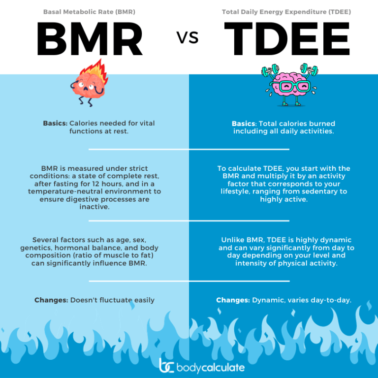 bmr-vs-tdee-body-calculate